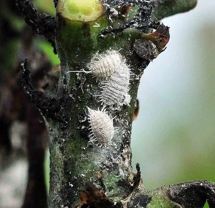 ما هو البق الدقيقي وكيف يصيب النباتات المنزلية