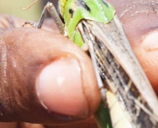 مكافحة الجراد ومراقبة أسراب الجراد لحماية المحاصيل الزراعية
