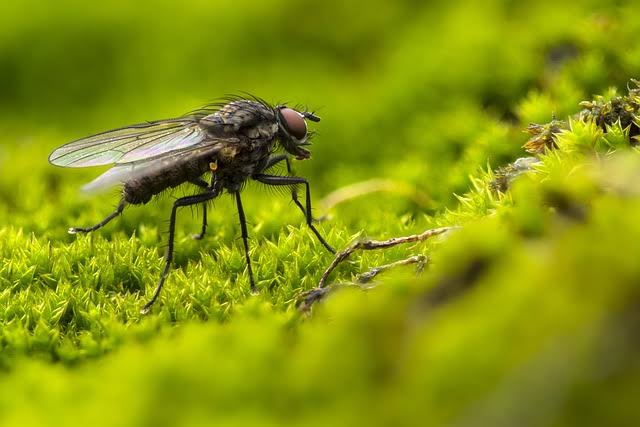 أفضل طرق طبيعية لطرد الذباب من المنزل