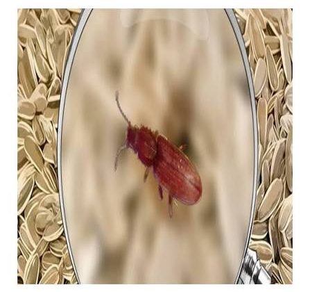 أفضل طريقة لتخزين الحبوب لمنع دخول السوس نهائيًا