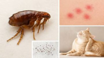 فحص الحيوان الأليف باستخدام مشط البراغيث لاكتشاف البراغيث مبكرًا