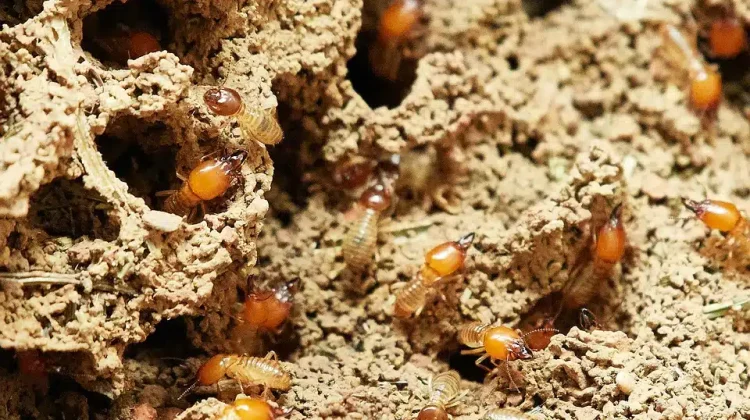 كيف يدخل النمل الأبيض إلى المنزل عبر التربة والأساسات